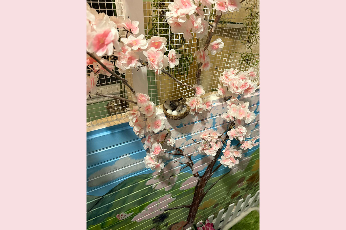 Cat Boarding Garden Room