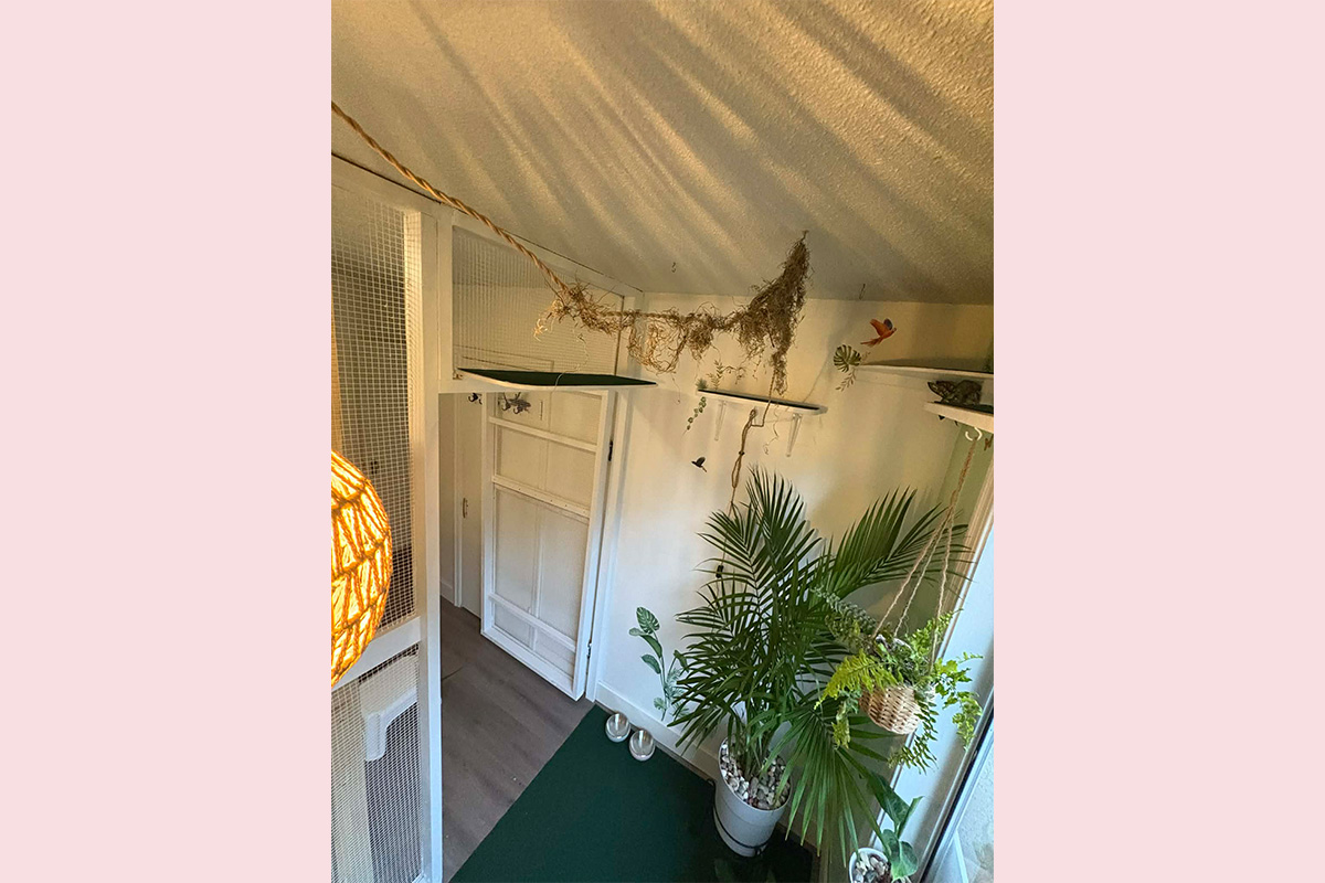 Cat Boarding Jungle Room