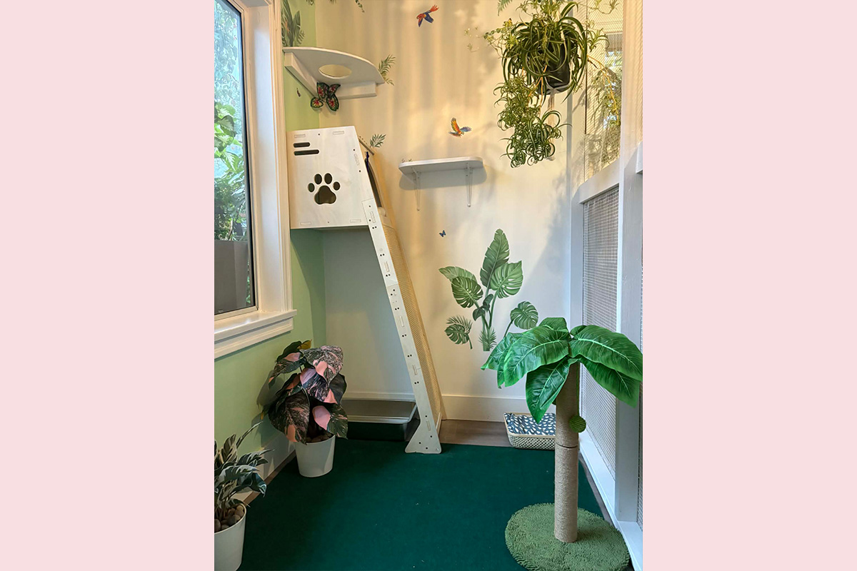 Cat Boarding Jungle Room