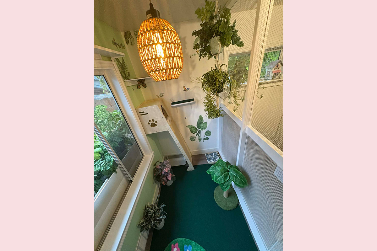 Cat Boarding Jungle Room