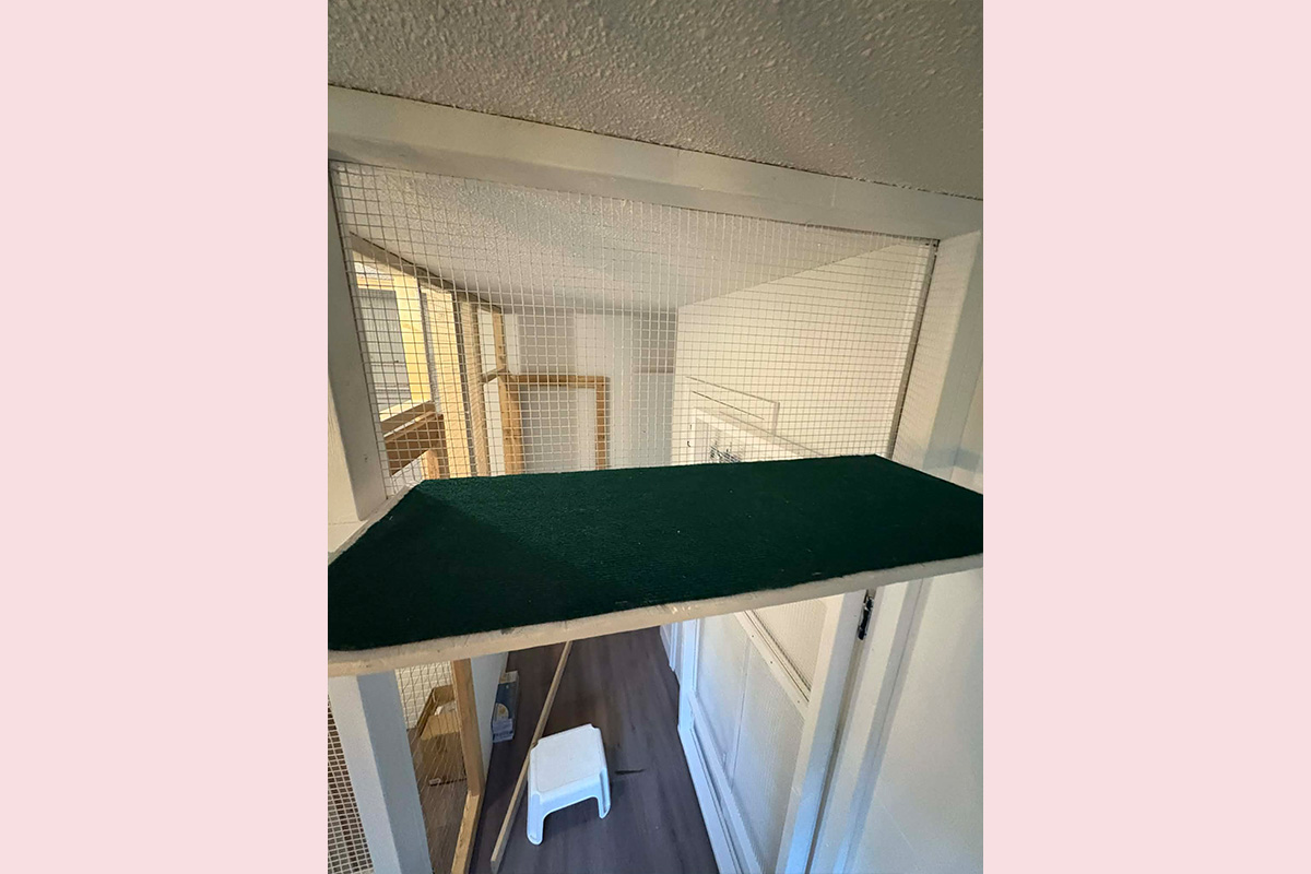 Cat Boarding Jungle Room