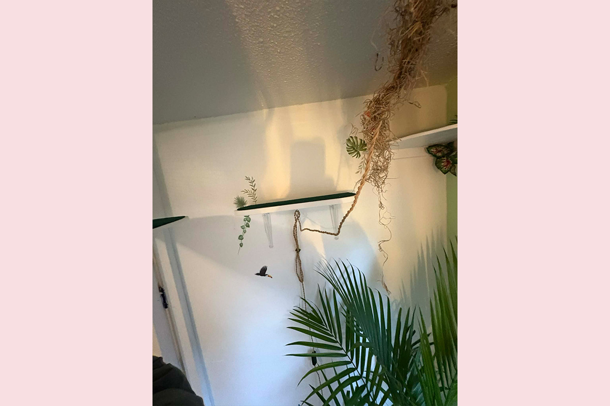 Cat Boarding Jungle Room