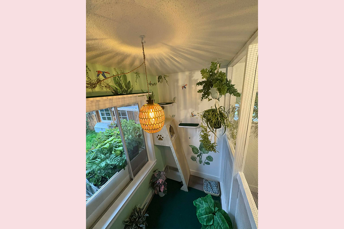 Cat Boarding Jungle Room